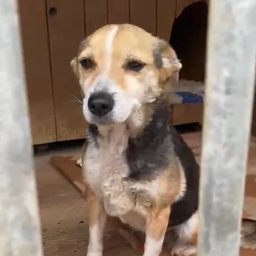 Psy ze schroniska do adopcji Tosia
