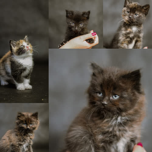 Koty ze schroniska do adopcji Kocięta 