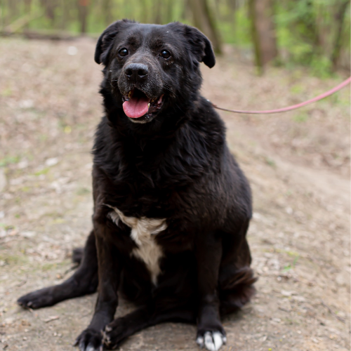 Psy ze schroniska do adopcji Saba po śmierci właściciela 