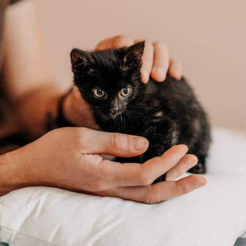 Koty ze schroniska do adopcji Cola