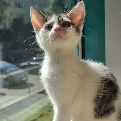 Koty ze schroniska do adopcji Jagoda