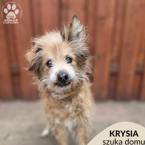 Psy ze schroniska do adopcji Krysia