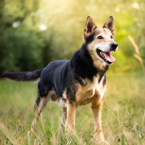 Psy ze schroniska do adopcji Dżentelmen RIVAS