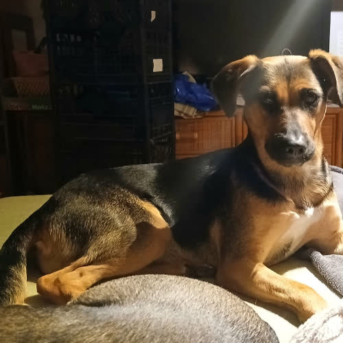 Psy ze schroniska do adopcji Nina