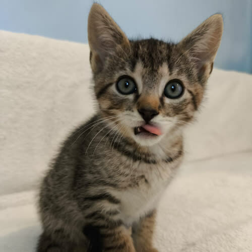 Koty ze schroniska do adopcji Holly