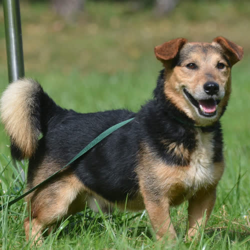 Psy ze schroniska do adopcji Maio