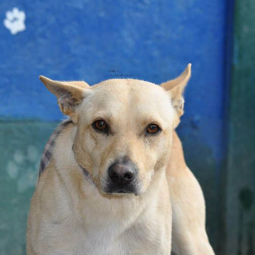 Psy ze schroniska do adopcji Lorenzo