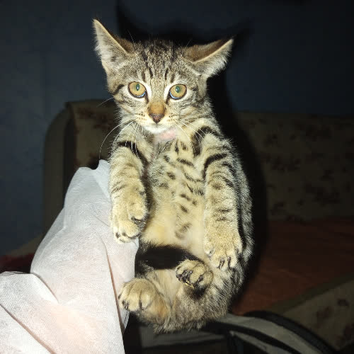 Koty ze schroniska do adopcji Tony
