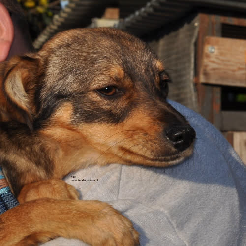 Psy ze schroniska do adopcji Kapi