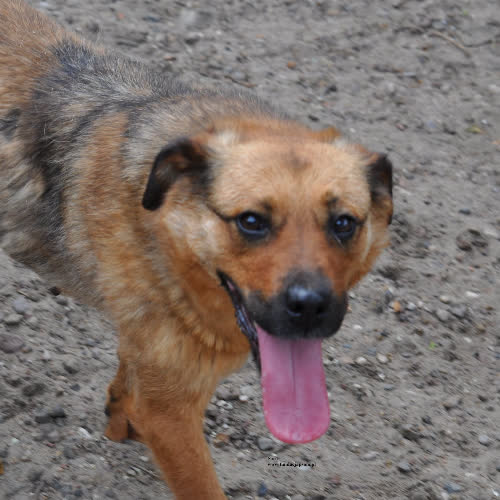 Psy ze schroniska do adopcji Sara
