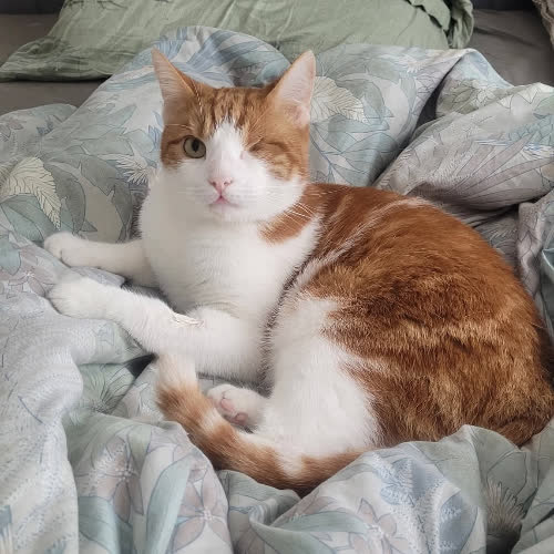 Koty ze schroniska do adopcji Rudy