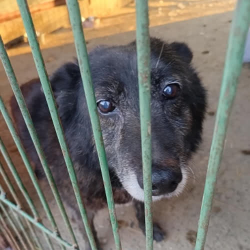 Psy ze schroniska do adopcji Cezary