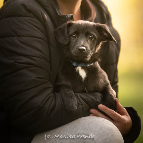 Psy ze schroniska do adopcji Fiołek