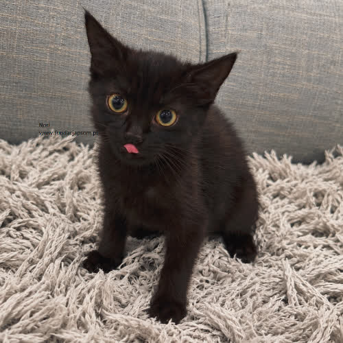 Koty ze schroniska do adopcji Nori