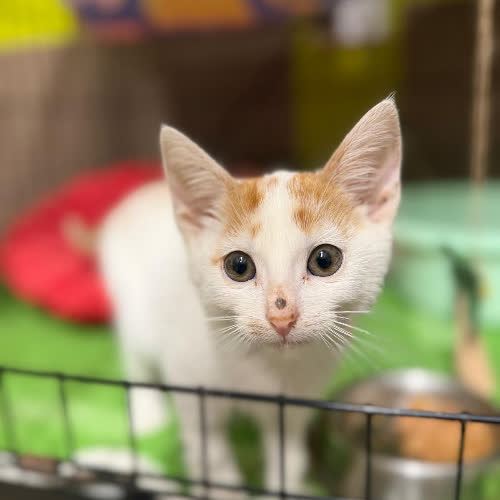 Koty ze schroniska do adopcji Cukiereczek
