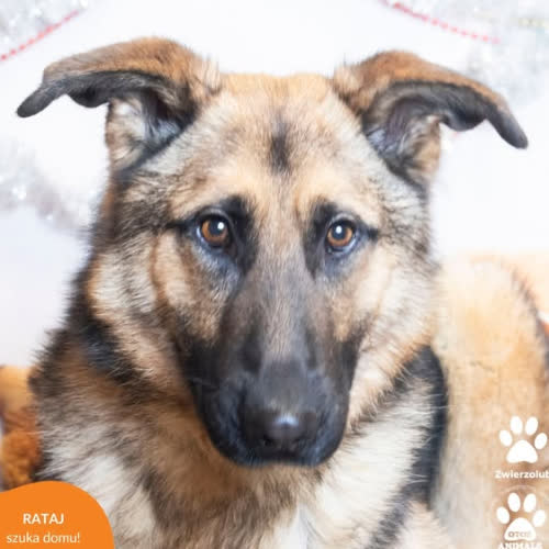 Psy ze schroniska do adopcji RATAJ
