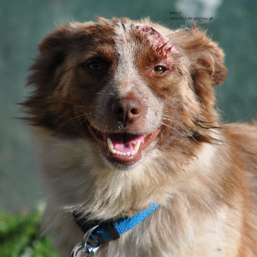 Psy ze schroniska do adopcji Dante