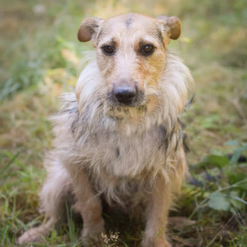 Psy ze schroniska do adopcji Floks