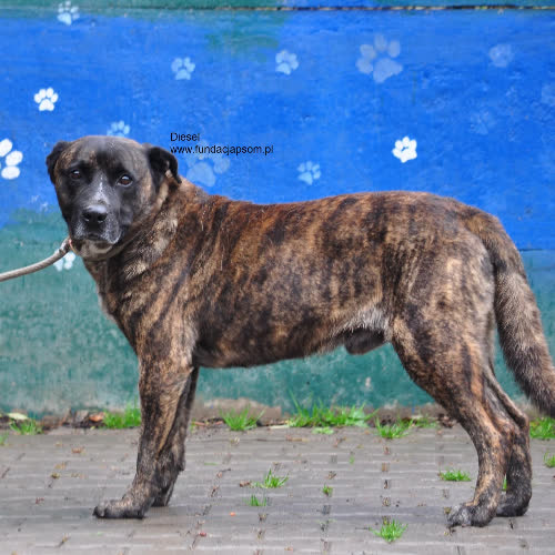 Psy ze schroniska do adopcji Diesel