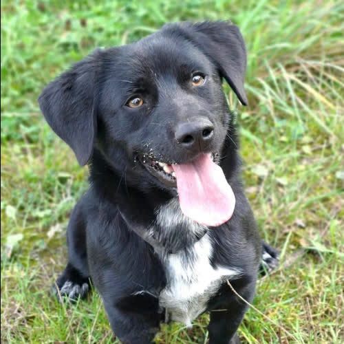 Psy ze schroniska do adopcji ROKI