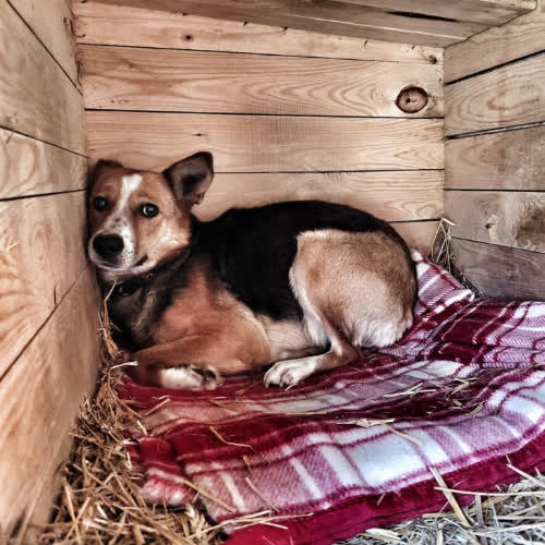 Psy ze schroniska do adopcji Kalma