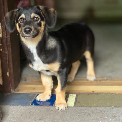 Psy ze schroniska do adopcji Didi