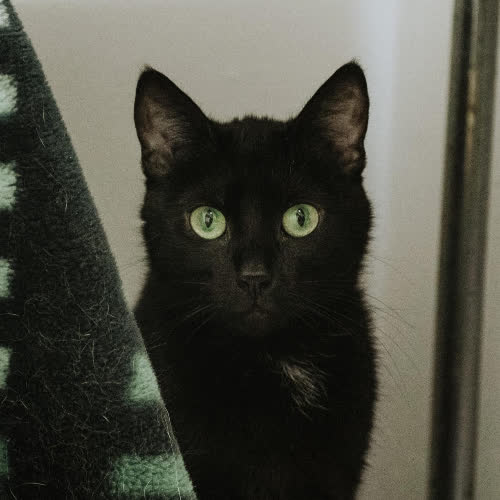 Koty ze schroniska do adopcji Puma