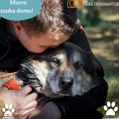 Psy ze schroniska do adopcji Morro