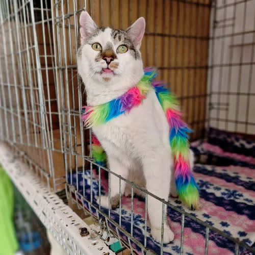 Koty ze schroniska do adopcji Letni
