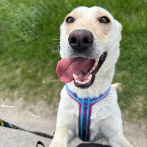 Psy ze schroniska do adopcji Ruby