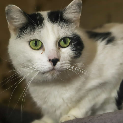 Koty ze schroniska do adopcji Perła