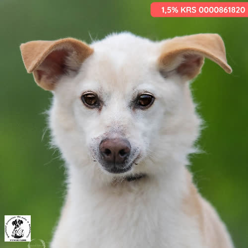 Psy ze schroniska do adopcji Muki