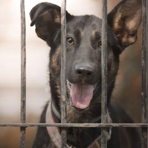 Psy ze schroniska do adopcji Rio