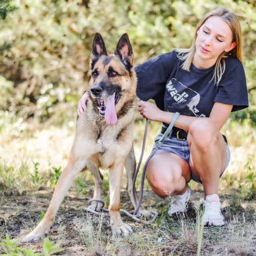 Psy ze schroniska do adopcji Dexter 