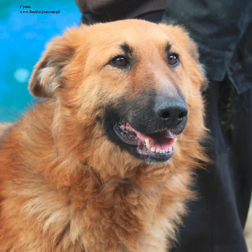 Psy ze schroniska do adopcji Cynia