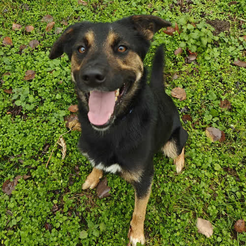 Psy ze schroniska do adopcji Tajfun