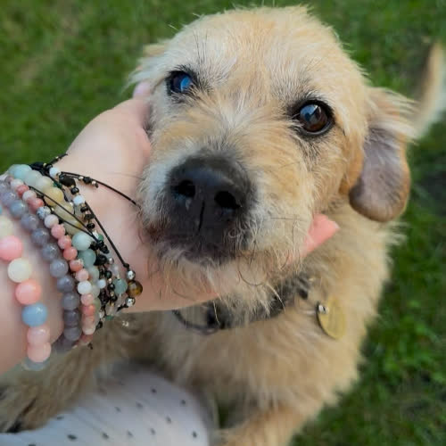 Psy ze schroniska do adopcji Bigos