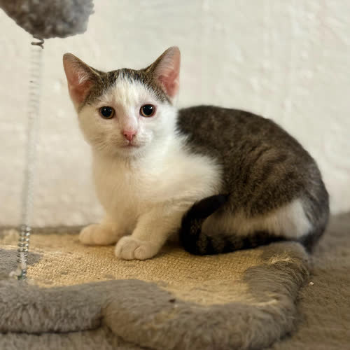 Koty ze schroniska do adopcji Jaś