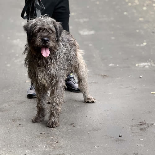 Psy ze schroniska do adopcji Wader mix Sznaucer