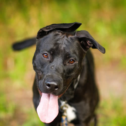 Psy ze schroniska do adopcji Roma
