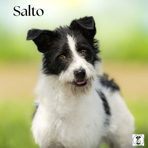 Psy ze schroniska do adopcji Wesoły SALTO