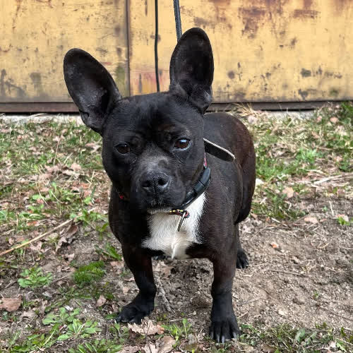 Psy ze schroniska do adopcji ARAMIS