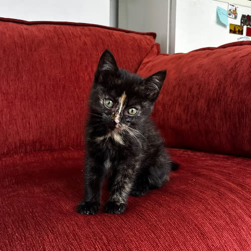Koty ze schroniska do adopcji Nemi