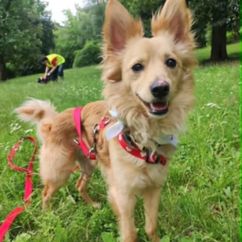 Psy ze schroniska do adopcji JAŚMIN