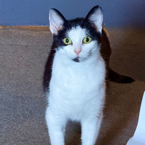 Koty ze schroniska do adopcji Krówka