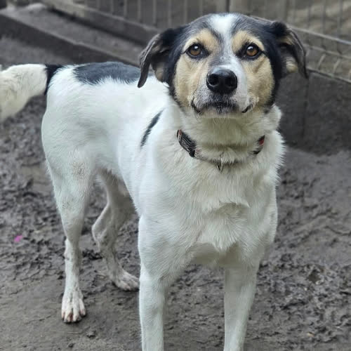 Psy ze schroniska do adopcji Ciacho mix Beagle