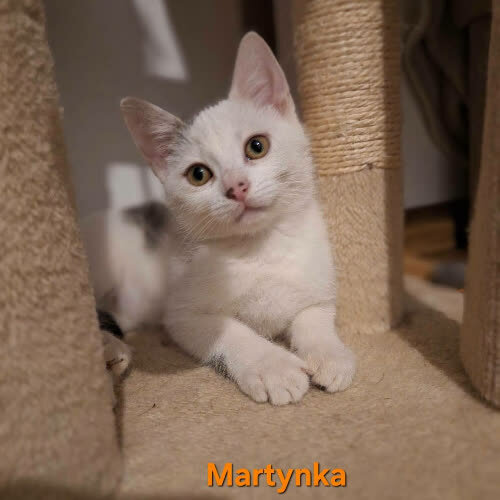 Koty ze schroniska do adopcji Martynka