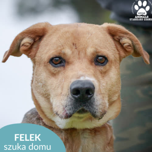 Psy ze schroniska do adopcji Felek