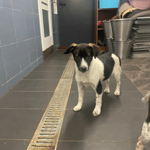 Psy ze schroniska do adopcji Łatka