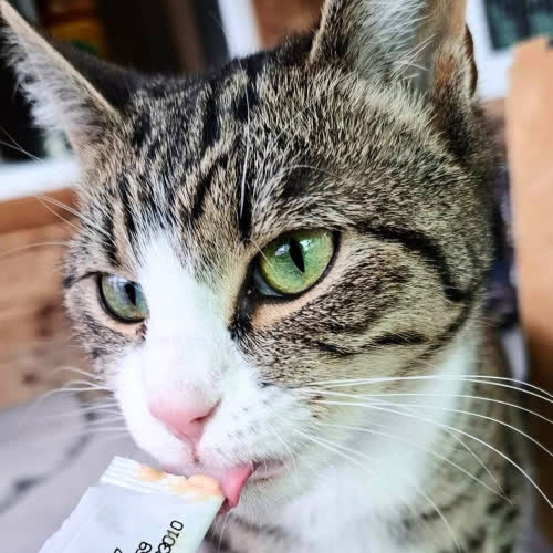 Koty ze schroniska do adopcji Ola